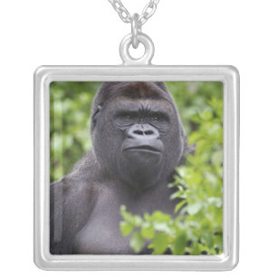 Silverback Lowland Gorilla, Gorilla gorilla, Silver Plated Necklace