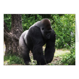 Silverback Male Gorilla marche vers le bas.jpg