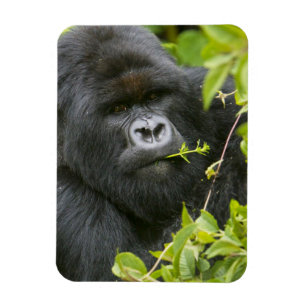 Silverback Mountain Gorilla Magnet
