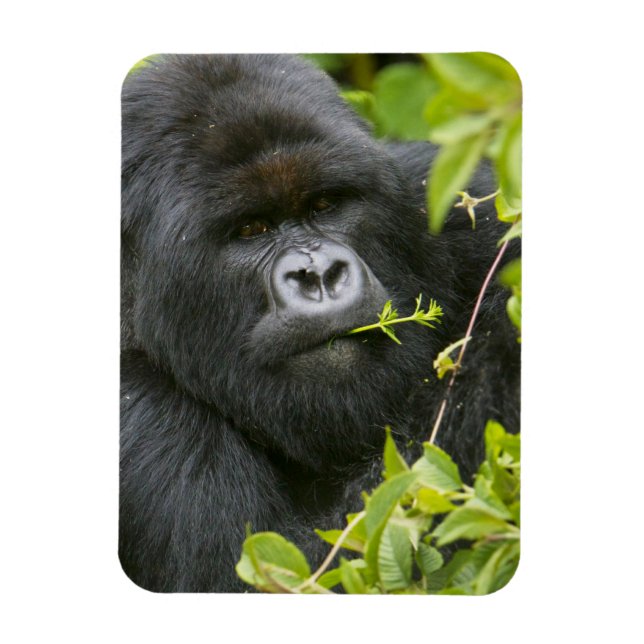 Silverback Mountain Gorilla Magnet (Vertical)
