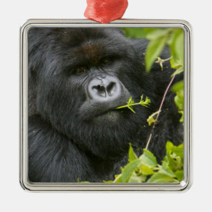 Silverback Mountain Gorilla Metal Ornament