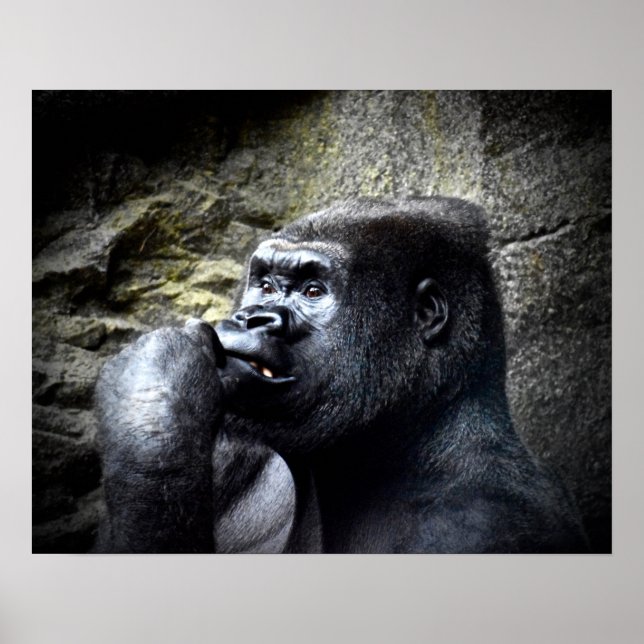 Silverback Mountain Gorilla Thinking Poster (Front)