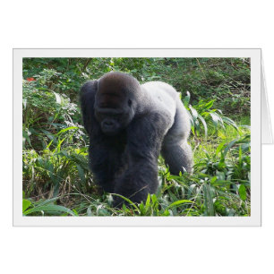 Silverback on the Move