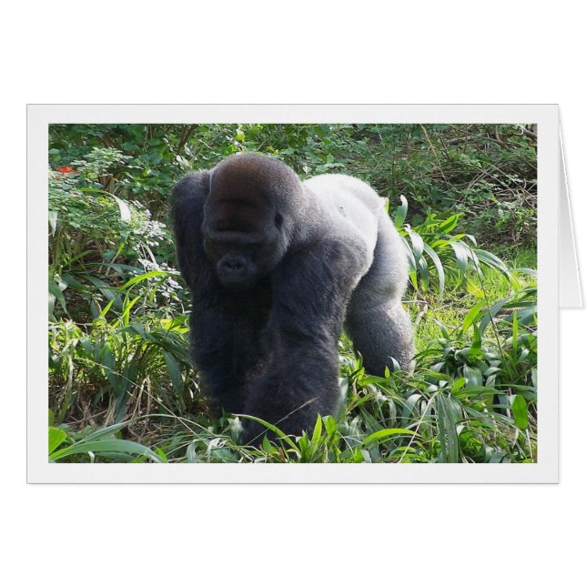 Silverback on the Move (Front Horizontal)