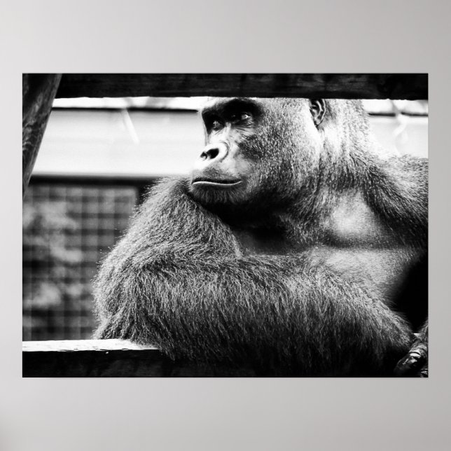 Silverback Poster (Front)