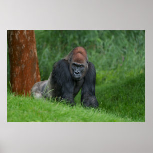 Silverback's Serene Realm Poster