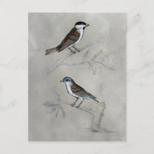 Silvered Aviary A Pair Of Birds Postcard