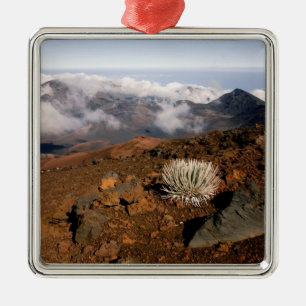 Silversword on Haleakala Crater  Rim from near 3 Metal Ornament