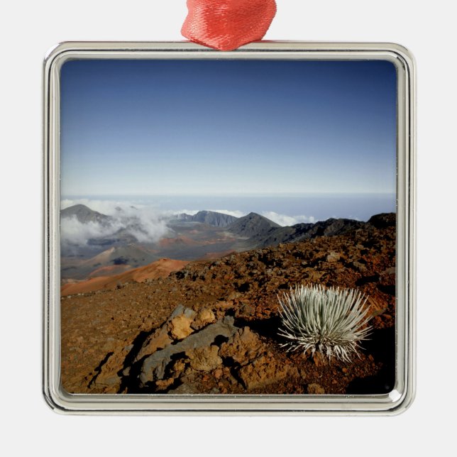 Silversword on Haleakala Crater  Rim from near Metal Ornament (Front)