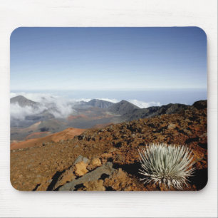 Silversword on Haleakala Crater Rim from near Mouse Pad