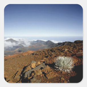 Silversword on Haleakala Crater  Rim from near Square Sticker