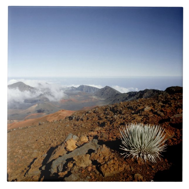 Silversword on Haleakala Crater  Rim from near Tile (Front)