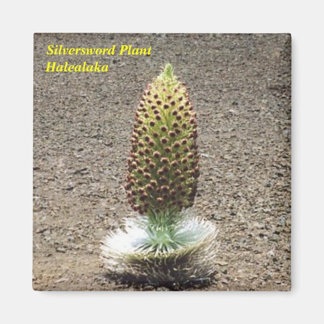 silversword plant magnet (Front)