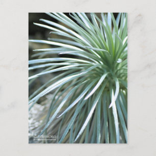 Silversword [Postcard] ポストカード Postcard