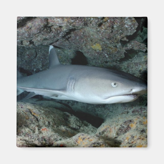 Silvertip Shark Magnet (Front)