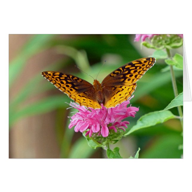 Silvery Checkerspot Butterfly (Front Horizontal)