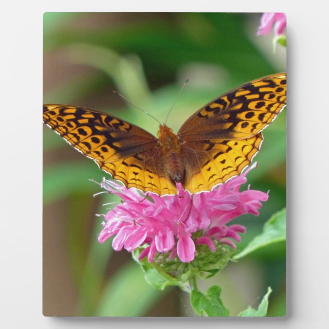 Silvery Checkerspot Butterfly Plaque (Front)