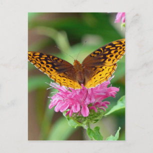Silvery Checkerspot Butterfly Postcard