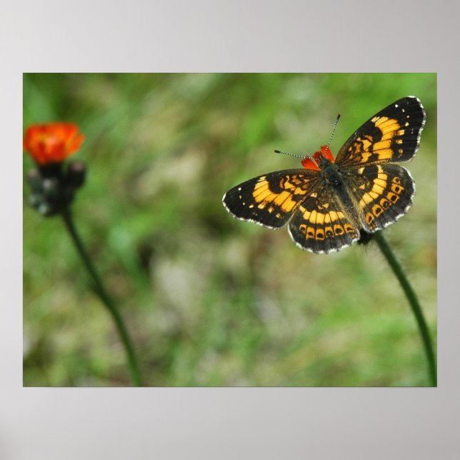 Silvery Checkerspot Poster (Front)