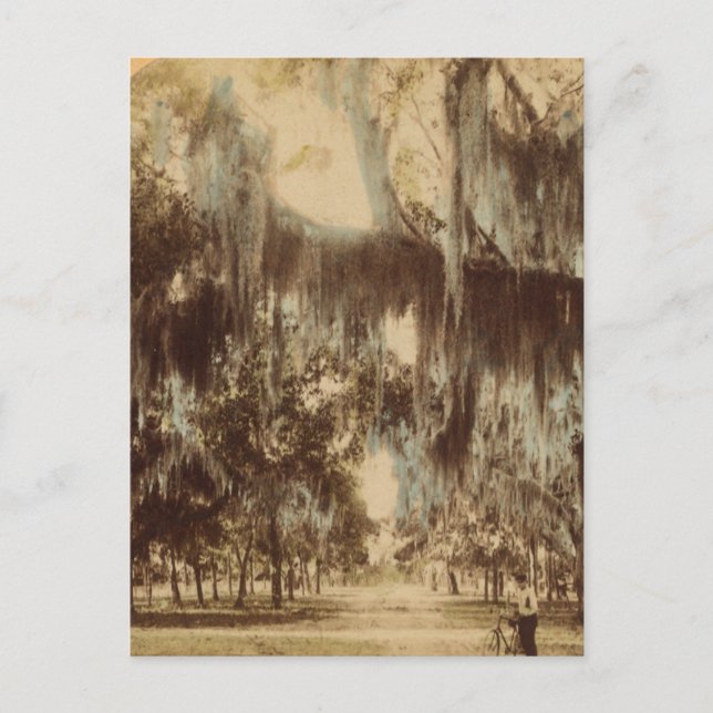 Silvery Draperies of Daytona Postcard (Front)