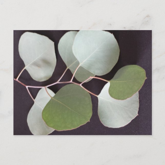 Silvery Leaf 3 - educatedbrainfart Postcard (Front)