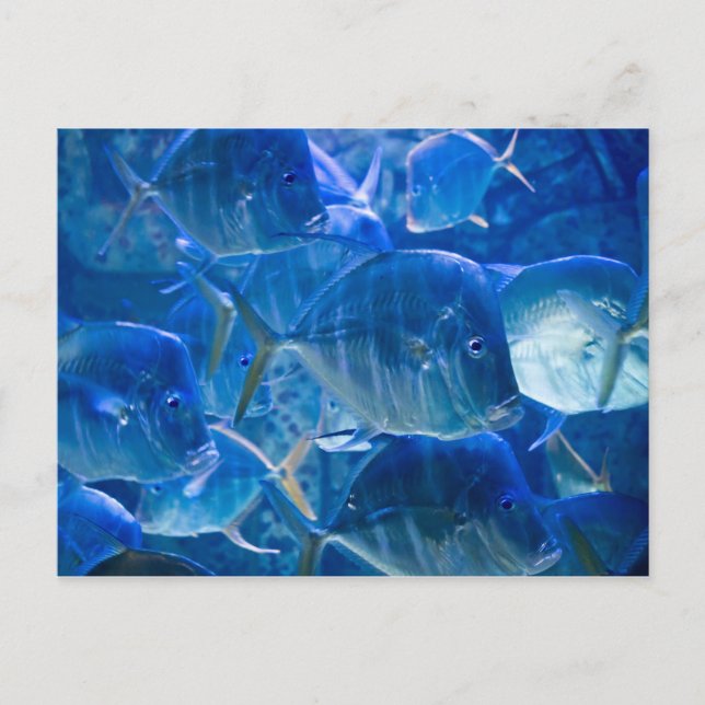 Silvery Tropical Fish Postcard (Front)