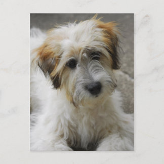 simba postcard