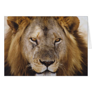 Simba - Serengeti fiers