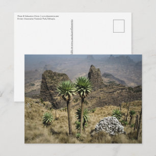 Simien Mountains Ethiopia Postcard