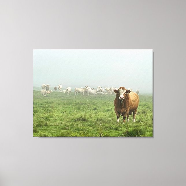 Simmental Bull in Foggy  Pasture  Canvas Print (Front)