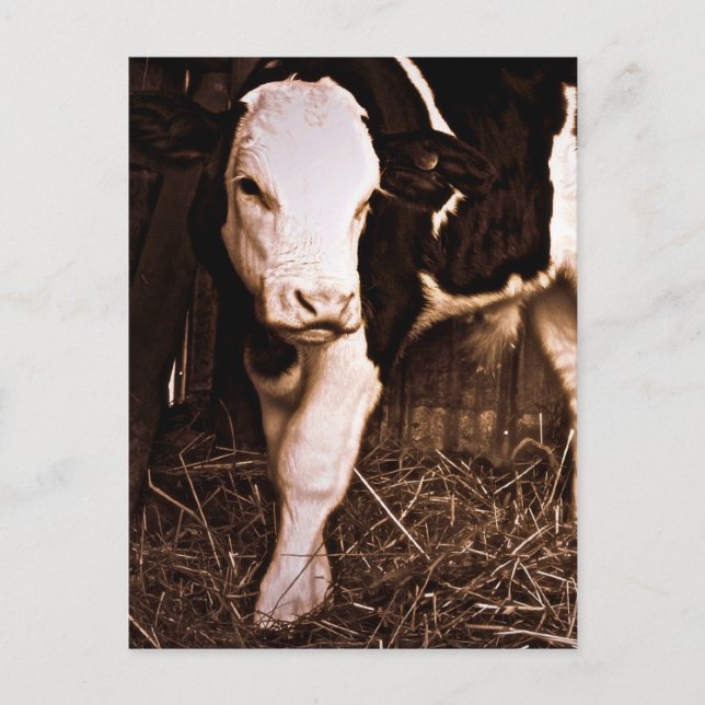 Simmental X Holstein Bull Calf Postcard (Front)