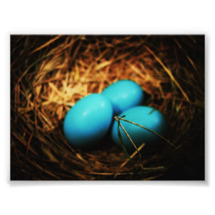 Simple Beauties Photo Print