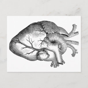 Simple Black White Anatomy Heart Illustration Postcard