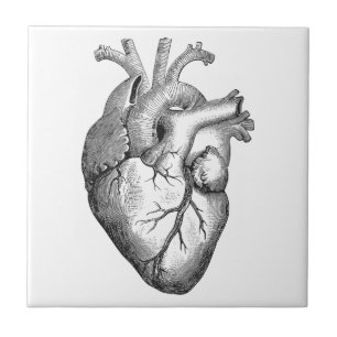Simple Black White Anatomy Heart Illustration Tile