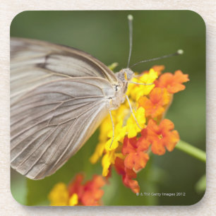 Simple butterfly on yellow and red flowers coaster