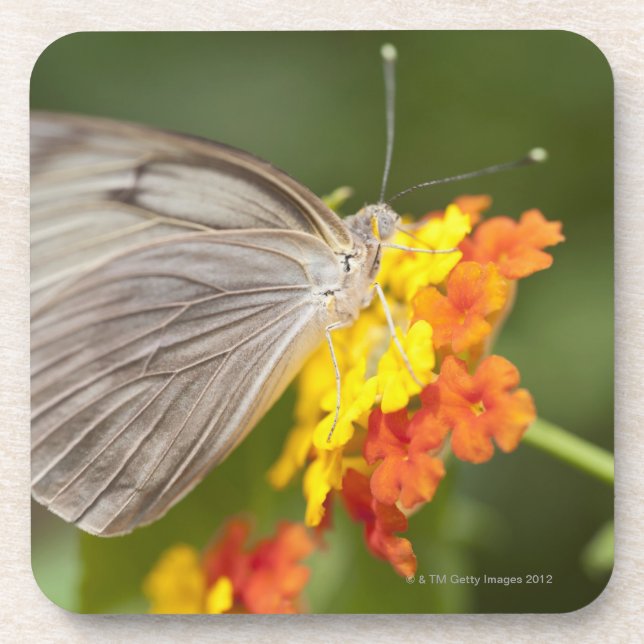 Simple butterfly on yellow and red flowers coaster (Front)