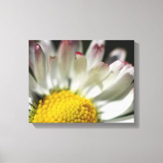 Simple Daisy Canvas Print