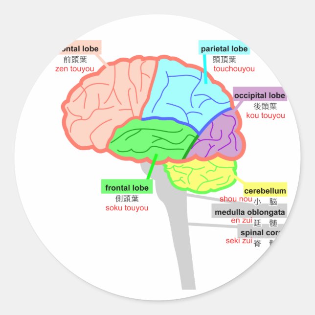 simple parts of the brain japanese classic round sticker (Front)