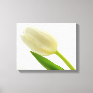 Simple Tulip Canvas Print