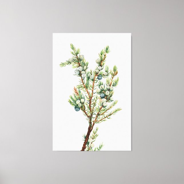Simple Vintage Botanical Mountain Juniper Canvas Print (Front)