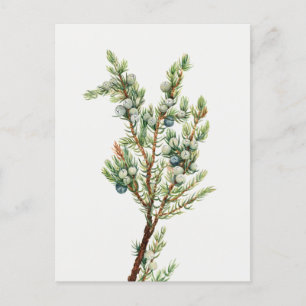 Simple Vintage Botanical Mountain Juniper Postcard