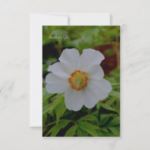 Simple White Peony Flower Card