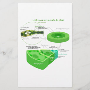 Simplified C4 Photosynthesis Diagram