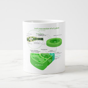 Simplified C4 Photosynthesis Diagram Large Coffee Mug