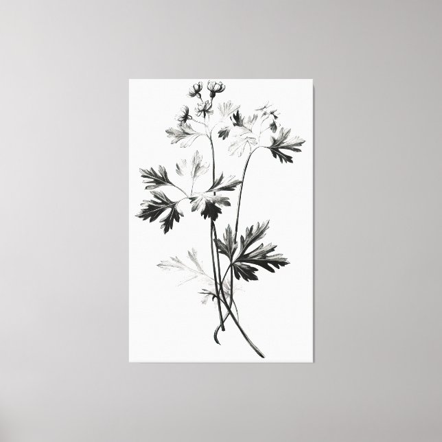 Simplistic Cilantro Leaves Line Drawing Canvas Print (Front)