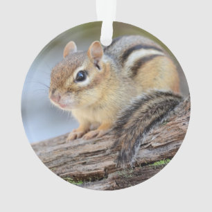 Simply Adorable Little Chipmunk Ornament