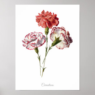 Simply Elegant Vintage Botanical Print Carnations