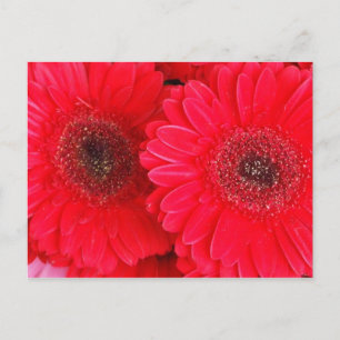 Simply Red Postcard