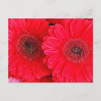 Simply Red Postcard
