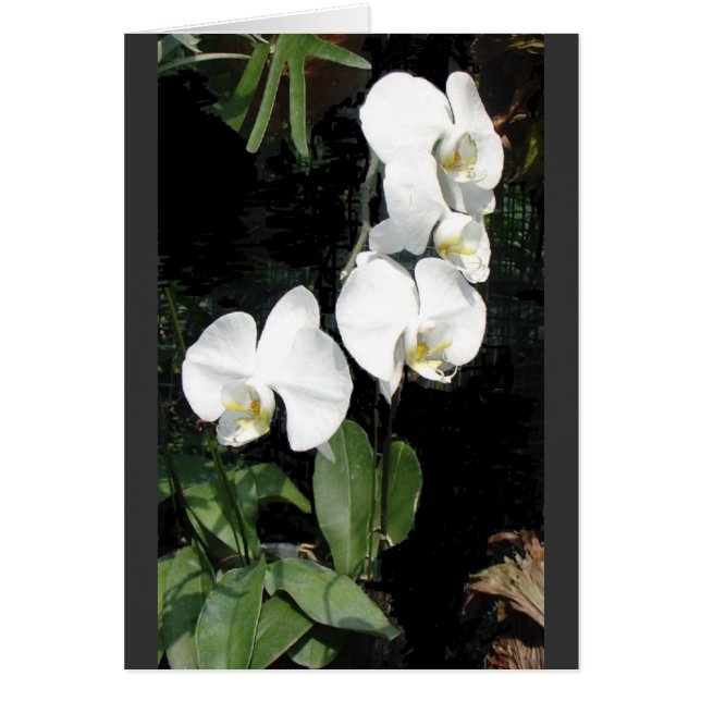 Singapore orchid 4 (Front)